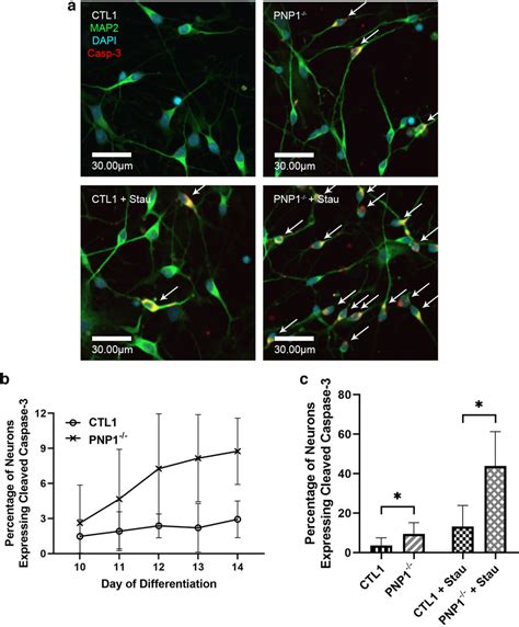 Increased Spontaneous And Induced Cleaved Caspase 3 Expression In