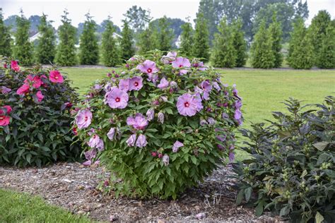 Summerific® Lilac Crush Rose Mallow Hibiscus Hybrid Proven Winners