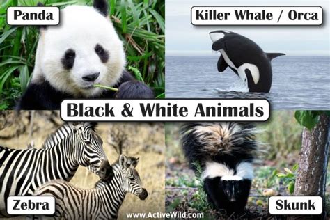 Black And White Animals List With Pictures & Interesting Facts