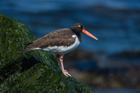 American Oystercatcher Barnegat Lighthouse State Park New Flickr