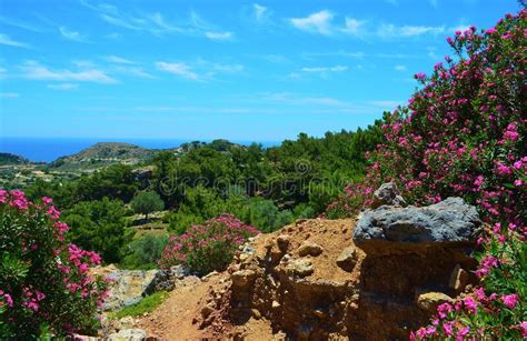 Matorral De Adelfas Floridas En La Costa Este De Rodas Isla Grecia