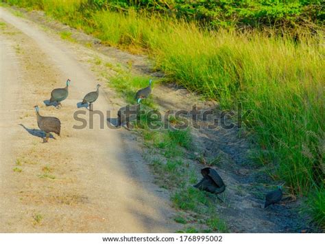 African Bush Safari Park Wild Nature Stock Photo 1768995002 Shutterstock