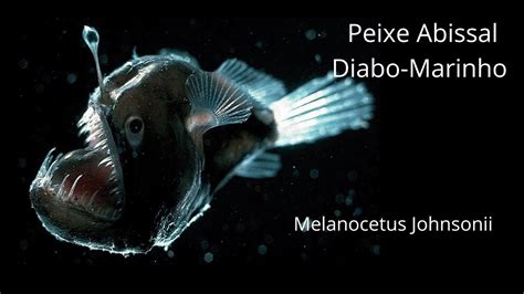 Curiosidades Sobre O Peixe Diabo Negro Marinho Melanocetus Johnsonii