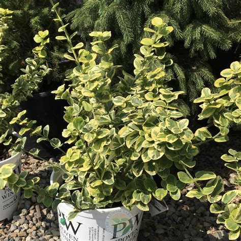 Wintercreeper Euonymus Fortunei Var Radicans Gold Splash Garden Org