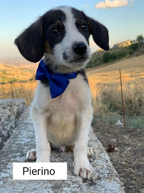 Cuccioli Taglia Medio Piccola Cane In Regalo