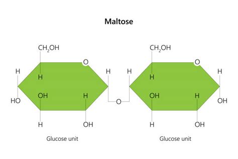 20+ Maltose Molecule Stock Illustrations, Royalty-Free Vector Graphics ...