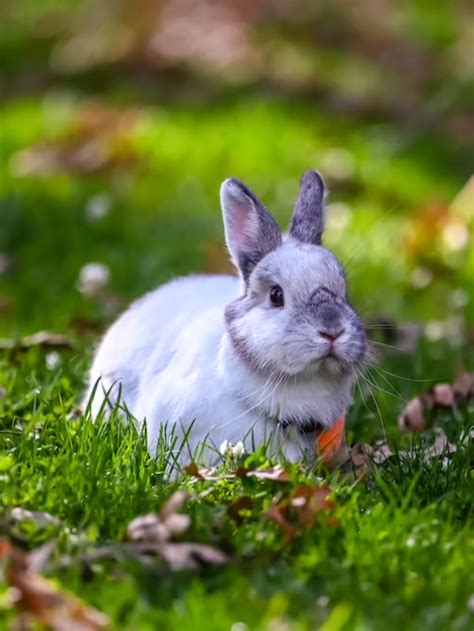 10 Facts about Rabbits Do You Know - THE EDUCATION PLANET