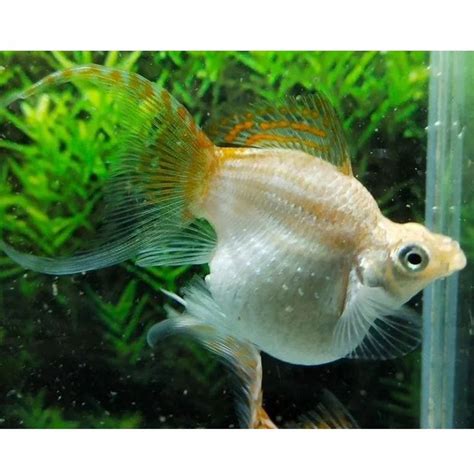 vail balloon molly aquarium fish  piece aquarium fish
