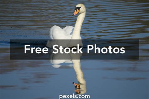 Pikok Bird Photos, Download Free Pikok Bird Stock Photos & HD Images