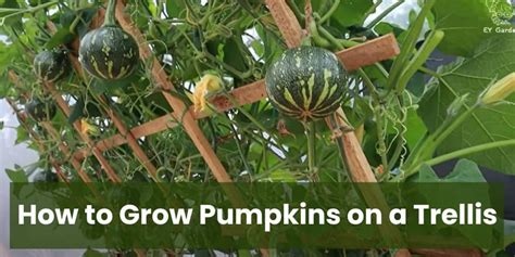 Trellis Tips Master Pumpkin Growing The Easy Way