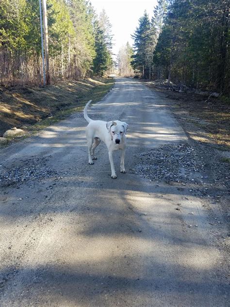 Off The Beaten Trail Dog Boarding Facility Newark Vt