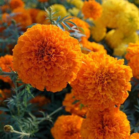 Mix African Marigold Seeds Flower Seeds59 Rooted Retreat