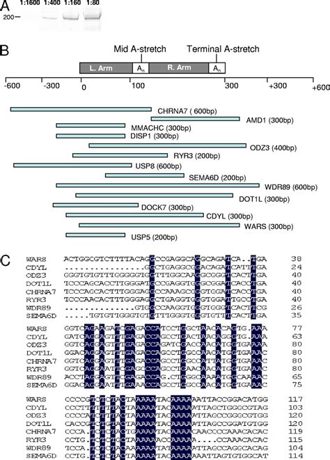 Nuclear Translocated Ehrlichia Chaffeensis Ankyrin Protein Interacts