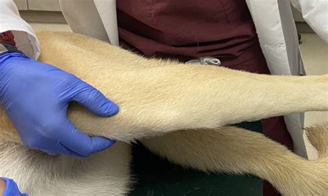 Identifying Canine Hindlimb Lameness Clinicians Brief