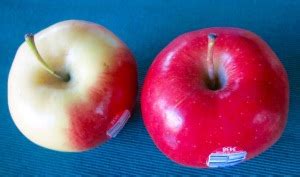 Ambrosia Apple – My Favourite Pastime