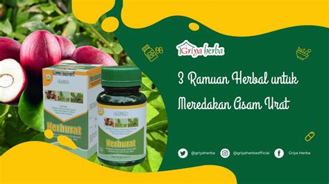 Ramuan Herbal Untuk Meredakan Asam Urat Griya Herba