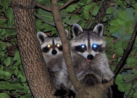 Can Raccoons Live In Trees In Your Yard Westchester Wildlife