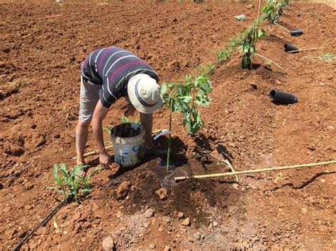 El Trasplante Inicial De Un árbol De Aguacate