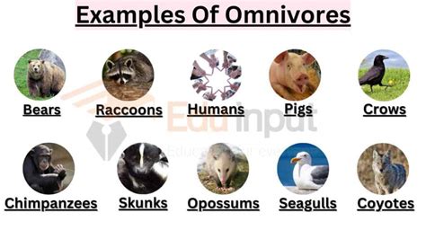 10 Examples Of Omnivores or All-Eaters