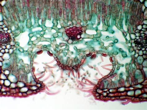 Nerium Oleander Leaf Cross Section Infoupdate Org