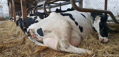 Zaleganie poporodowe Zwierzęta Agrofoto pl Forum Rolnicze i Galeria