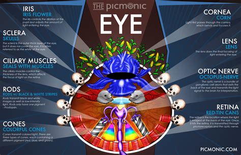 Check Out How Picmonic Takes Medical Information Like The Anatomy Of