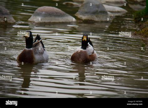 Japanese Garden In Buenos Aires Argentina Stock Photo Alamy