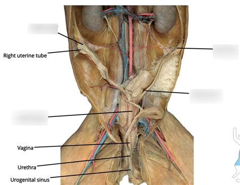 Cat female reproductive Diagram | Quizlet