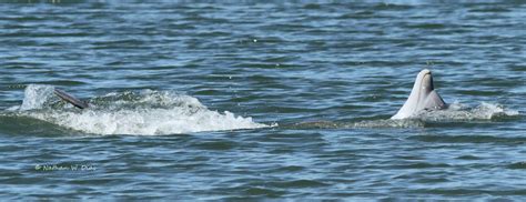 Bottlenose Dolphins strand-feeding - Wildlife images from around the ...