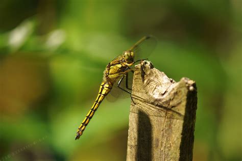 DRaGoNFLy – THaNK you i LoVe iT