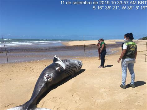 Filhote de baleia cerca de uma tonelada é encontrado morto em praia