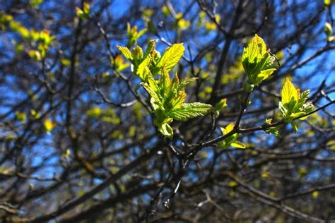 Hojas de primavera fotos de stock imágenes de Hojas de primavera sin