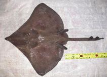 Dipturus Argentinensis Argentine Skate