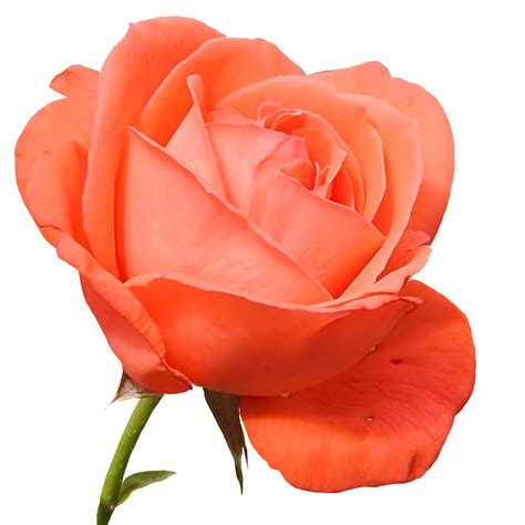 Beautiful Orange Color Rose Flower Png