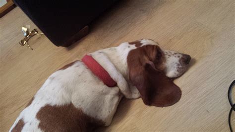 Choosing The Best Basset Hound Collar Basset Hound World