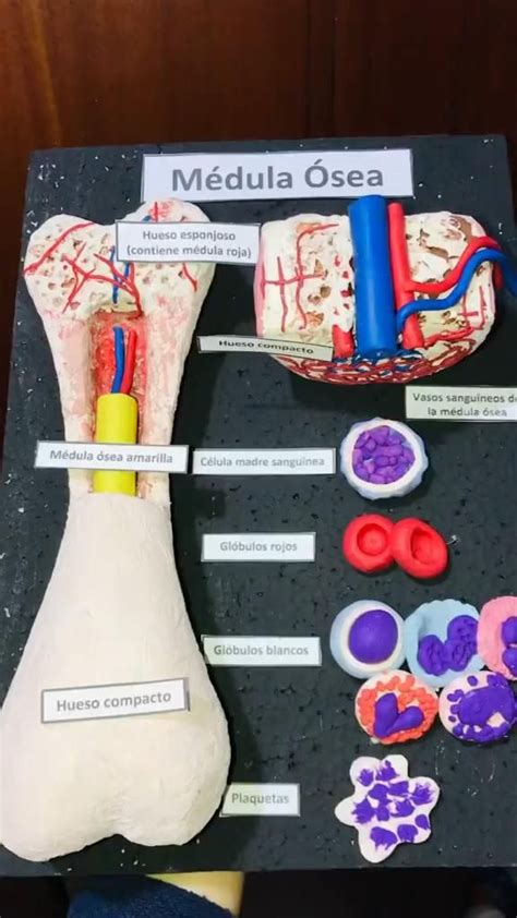 traqueostomía Video en 2024 Maquetas Anatomía humana Anatomía