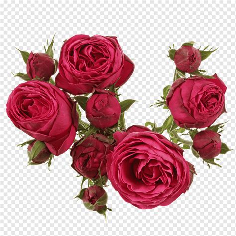 Garden Roses Cabbage Rose Floribunda Floral Design Cut Flowers Flower