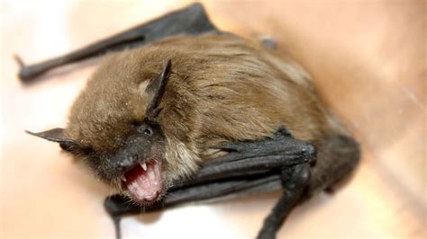 Rabid Bat Bites Person In Taylors