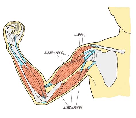 二の腕ダイエットにおススメの方法！ Moriblog