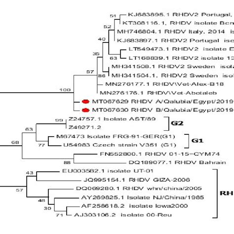 Phylogenetic Tree Of Rhdv Based On Partial Nucleotide Sequences Of The