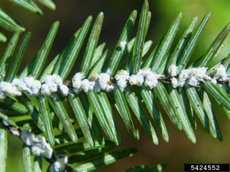 Hemlock Woolly Adelgid | Home & Garden Information Center