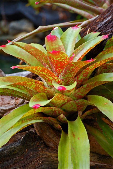 Bromeliad In Rainforest Puerto Rico Bromeliads Plants Flowers