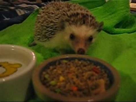 Hedgehog Care Video | Hedgehog care, Hedgehog pet, Hedgehog