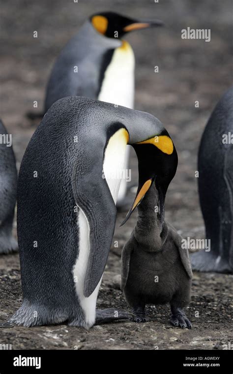 Mother feeding baby penguin High Resolution Stock Photography and ...