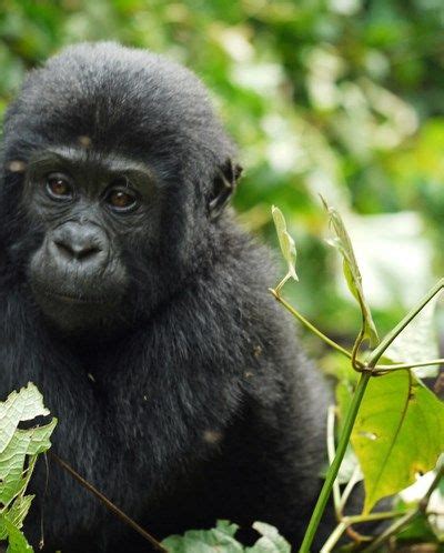 Ontdek Oeganda De Groene Long Van Afrika Tijdens Een Daagse