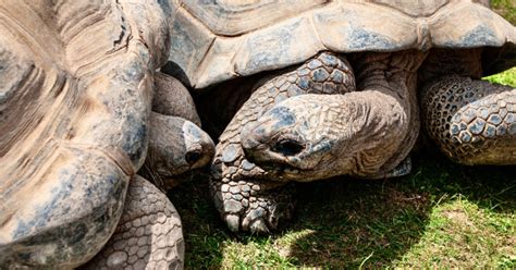 How to Breed Tortoises: A Simple Guide for Hobbyists! - The Tortoise Shop