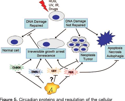 Figure From Circadian Proteins And Genotoxic Stress Circadian Clocks