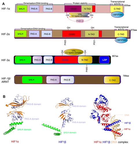 Schematic Diagram Of The Domain Organization Of Hifs A Illustrated Download Scientific Diagram