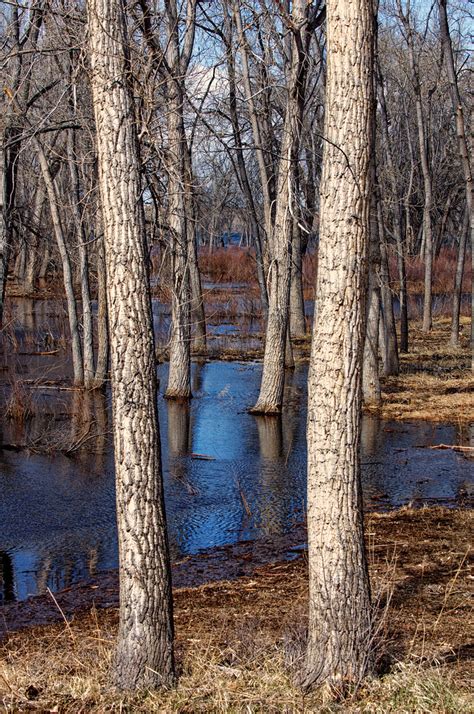 Trees Patrick Riedel Flickr