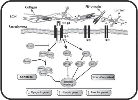 Central Role Of Transforming Growth Factor Ty EurekAlert